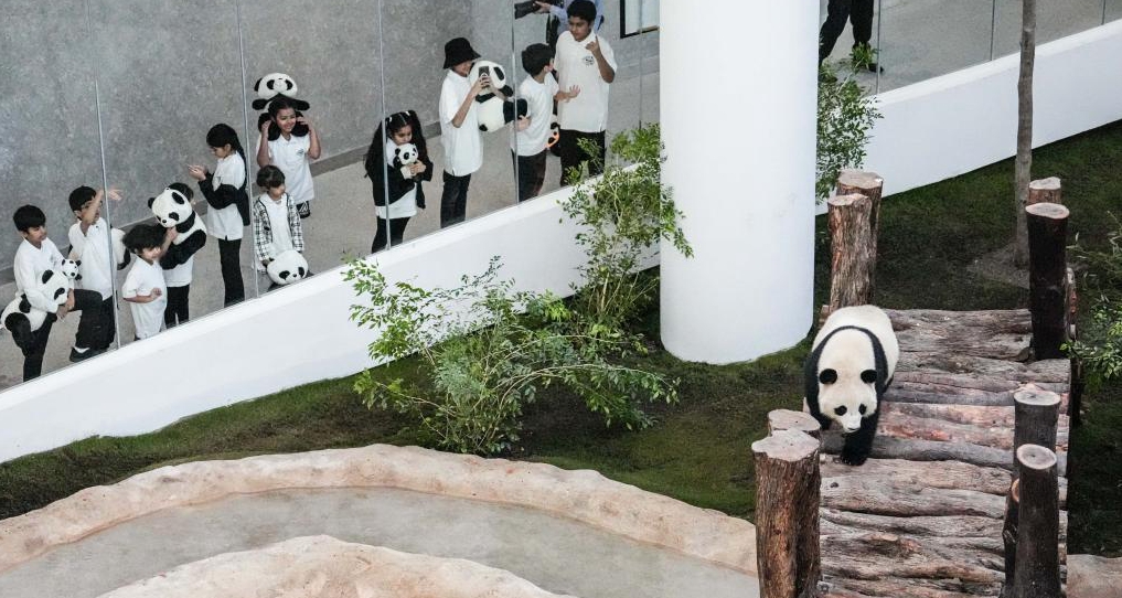 卡塔尔世界杯临近 大熊猫“京京”和“四海”正式与公众见面